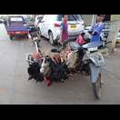 Mit einem Moped lassen sich viele (lebende) Hühner transportieren